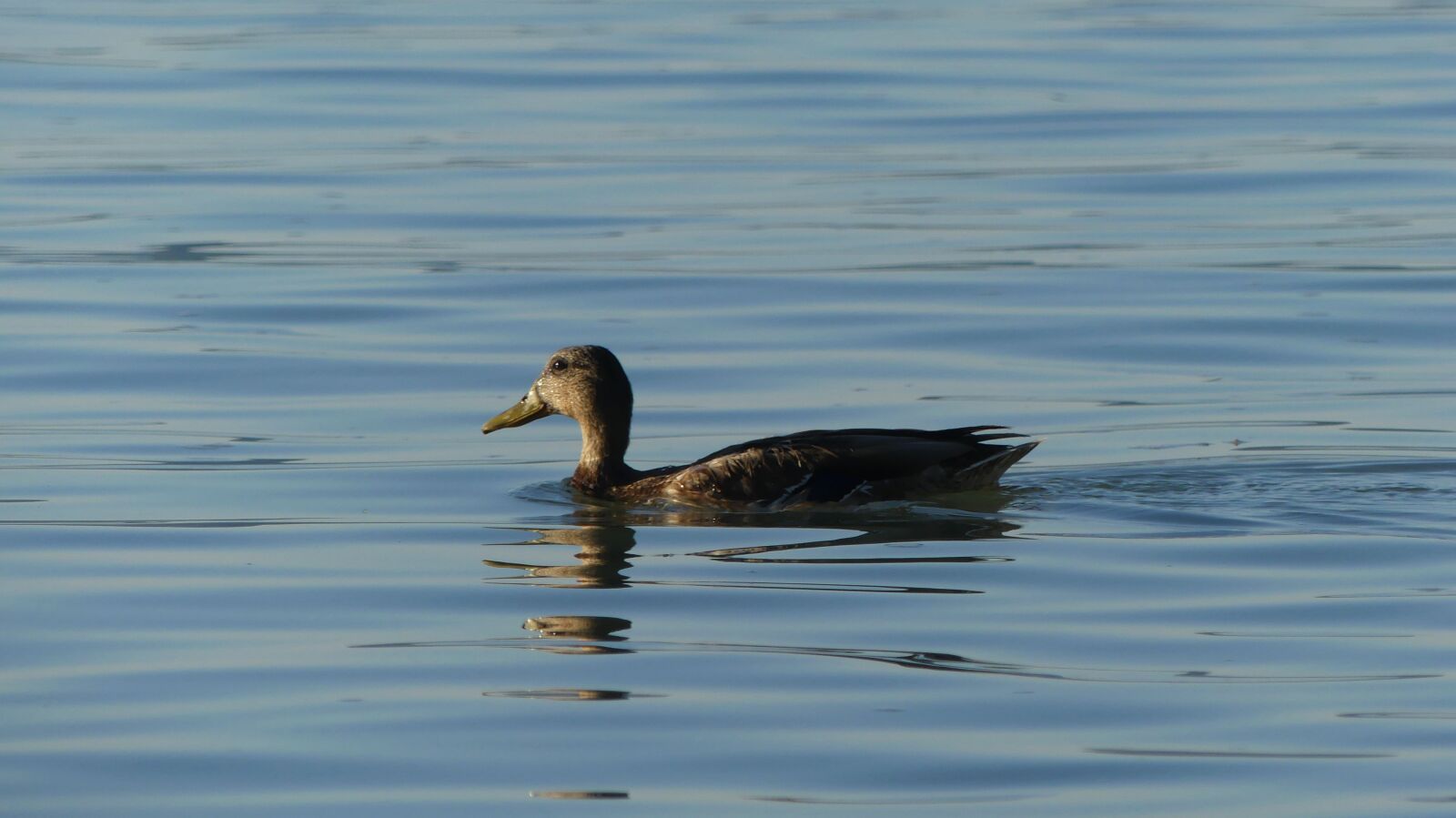Panasonic Lumix DMC-FZ300 sample photo. Duck, mallard, water bird photography