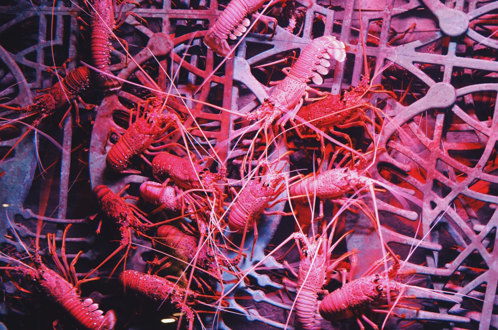 Nikon D5100 sample photo. Cancer, cancer, animal, sea photography