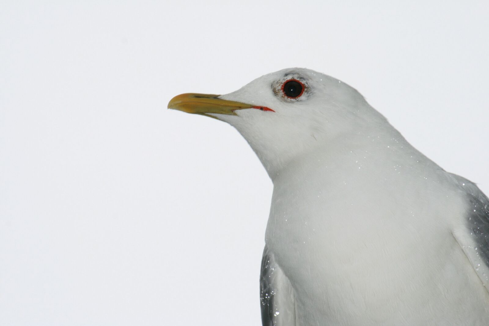 Canon EOS 400D (EOS Digital Rebel XTi / EOS Kiss Digital X) sample photo. Seagull, animal portrait, bird photography