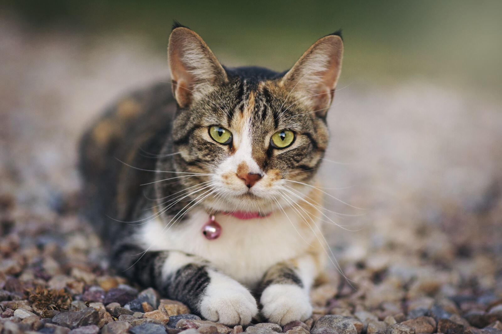 Nikon D7200 sample photo. Cat, animal, pet photography