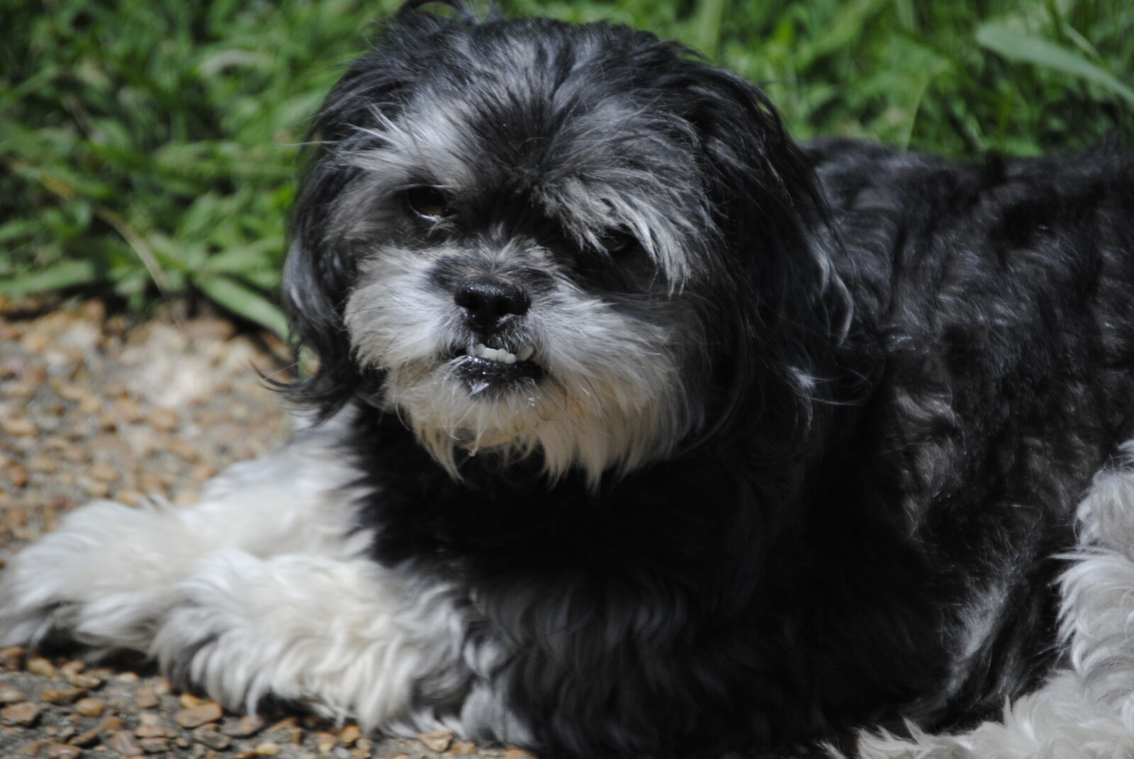 Nikon D3000 sample photo. Bella photography
