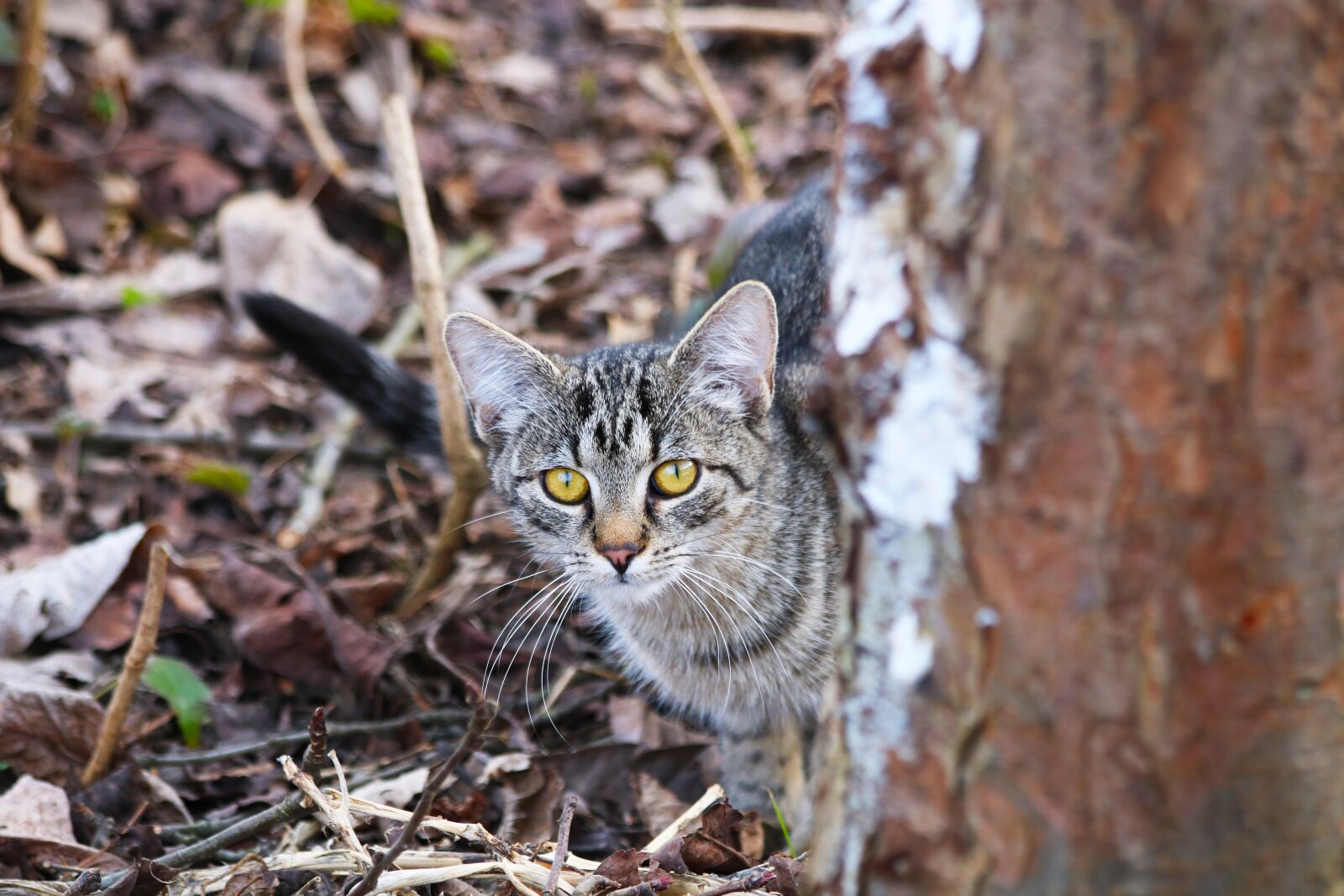 Canon EOS 750D (EOS Rebel T6i / EOS Kiss X8i) sample photo. Cat, view, pet photography