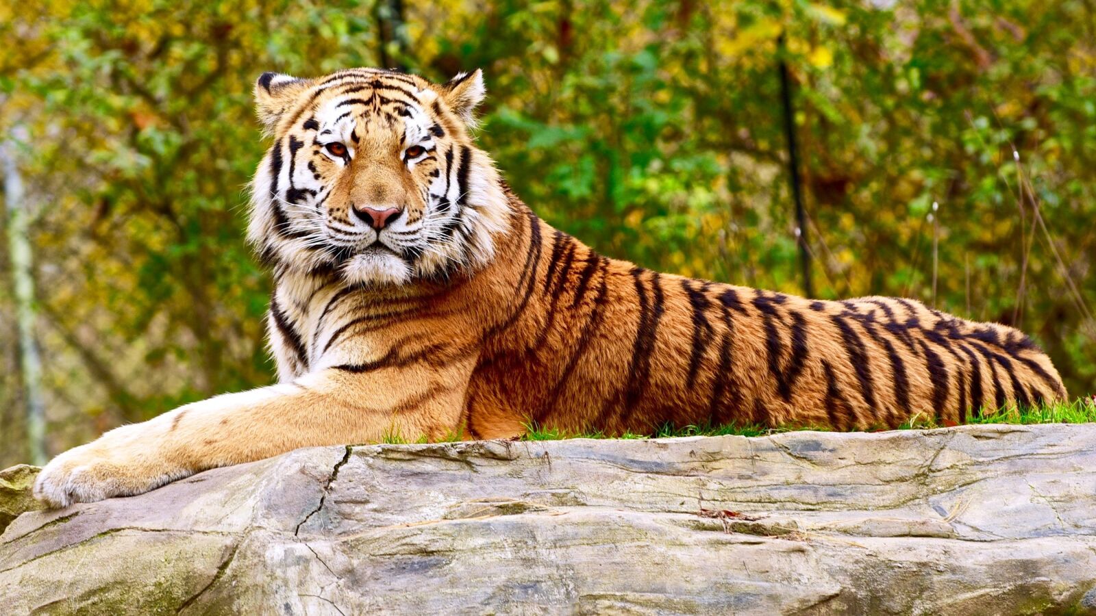 Nikon D750 sample photo. Tiger, resting, wild animal photography