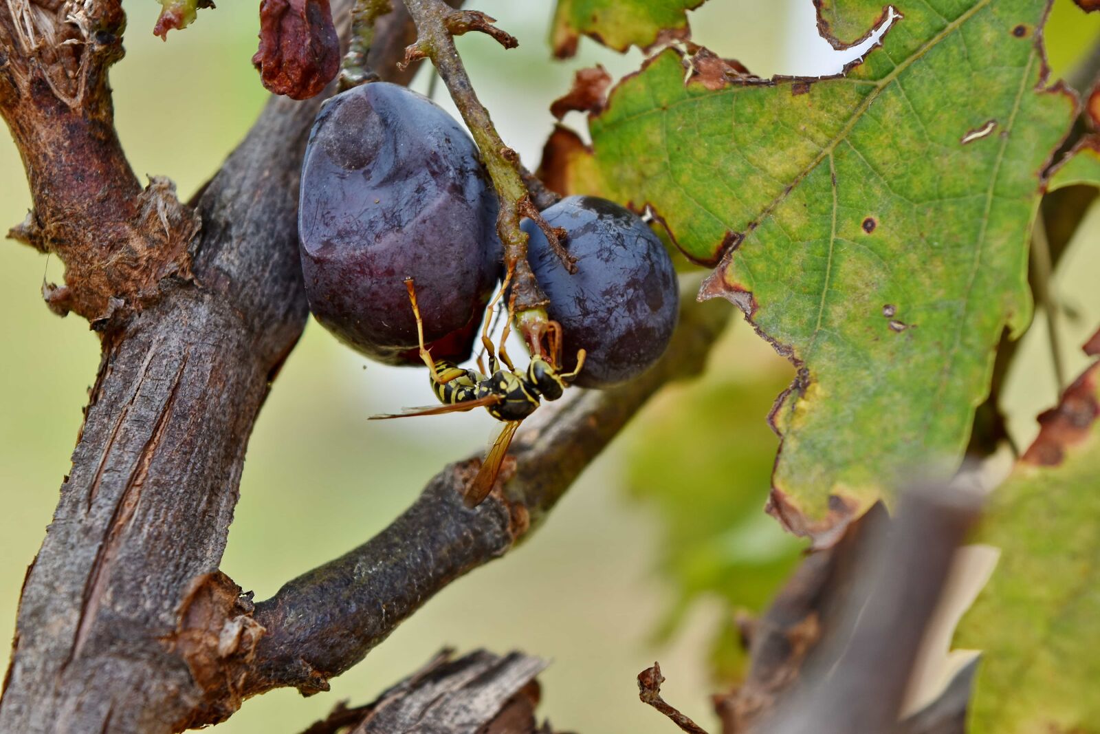 Nikon D5500 sample photo. Grapevine, insect, wasp, tree photography