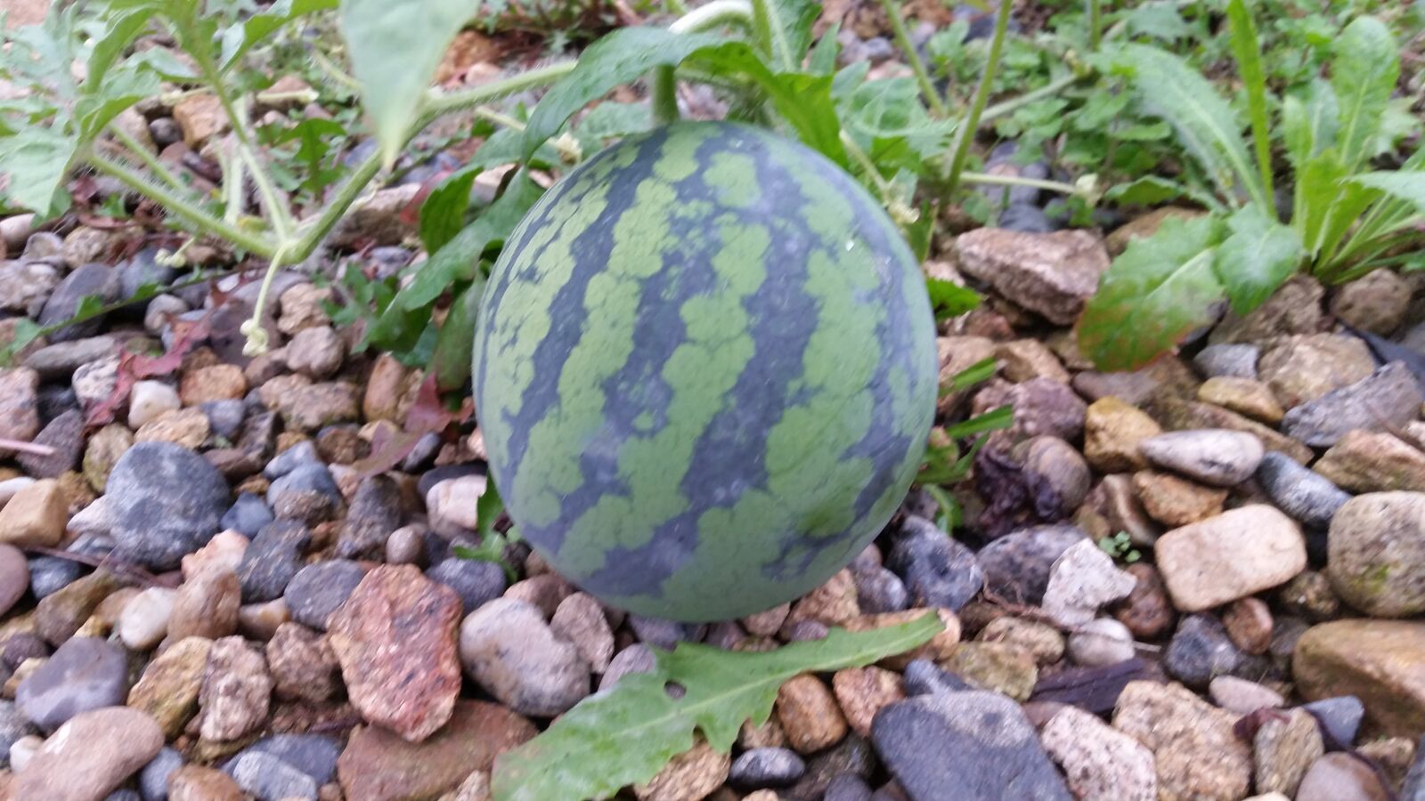 Samsung Galaxy S5 sample photo. Summer, fruit, sweet photography