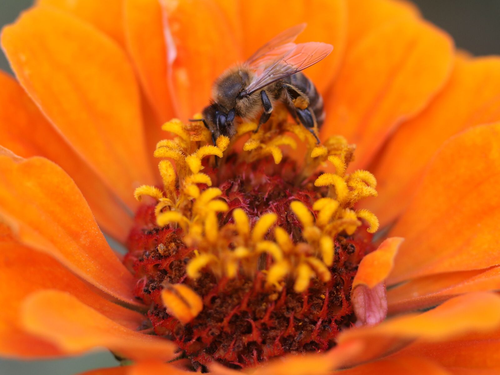 Canon EF-S 60mm F2.8 Macro USM sample photo. Bee, carciumareasa, flower photography