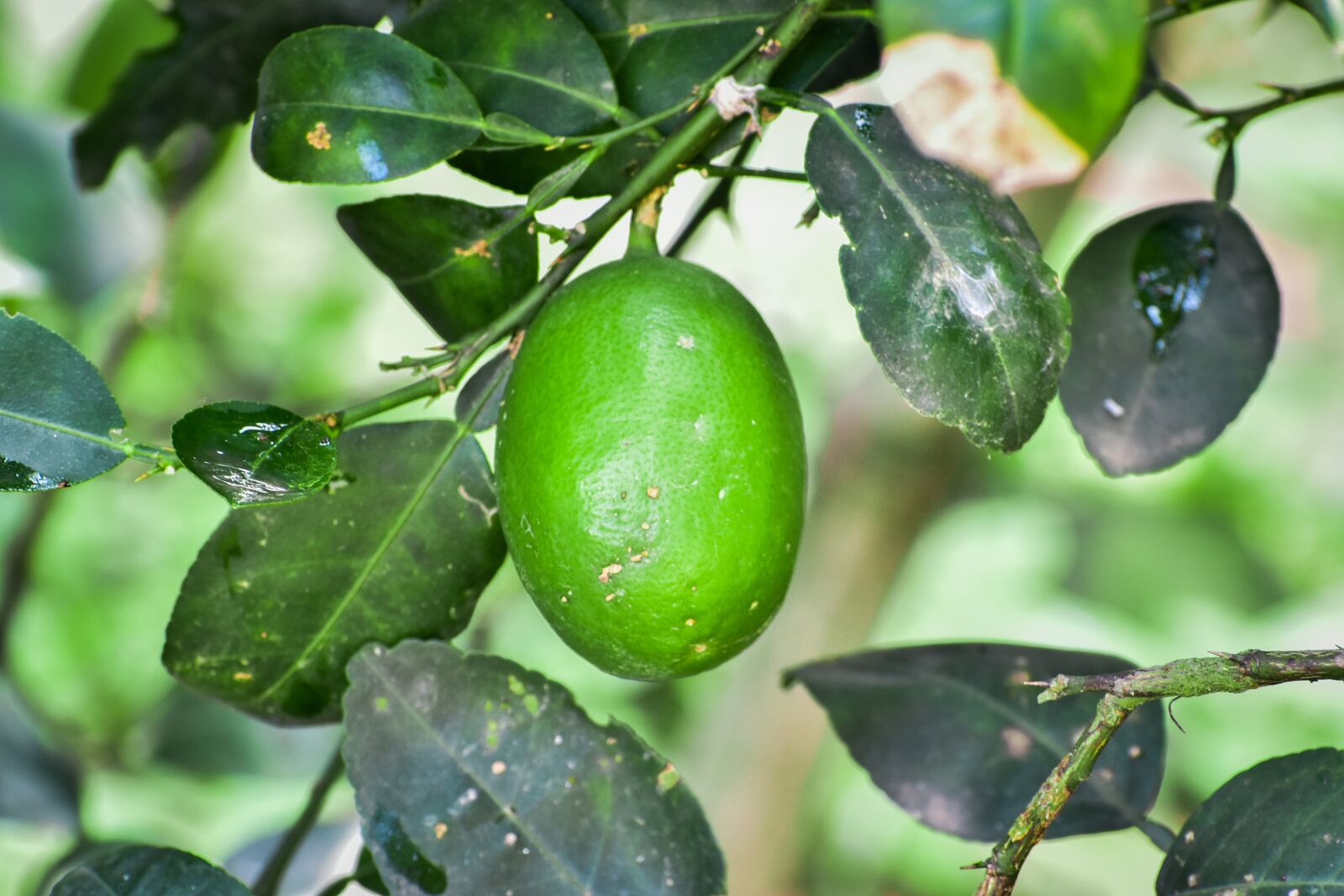 Nikon D3500 sample photo. Citrus, lemon, lime photography