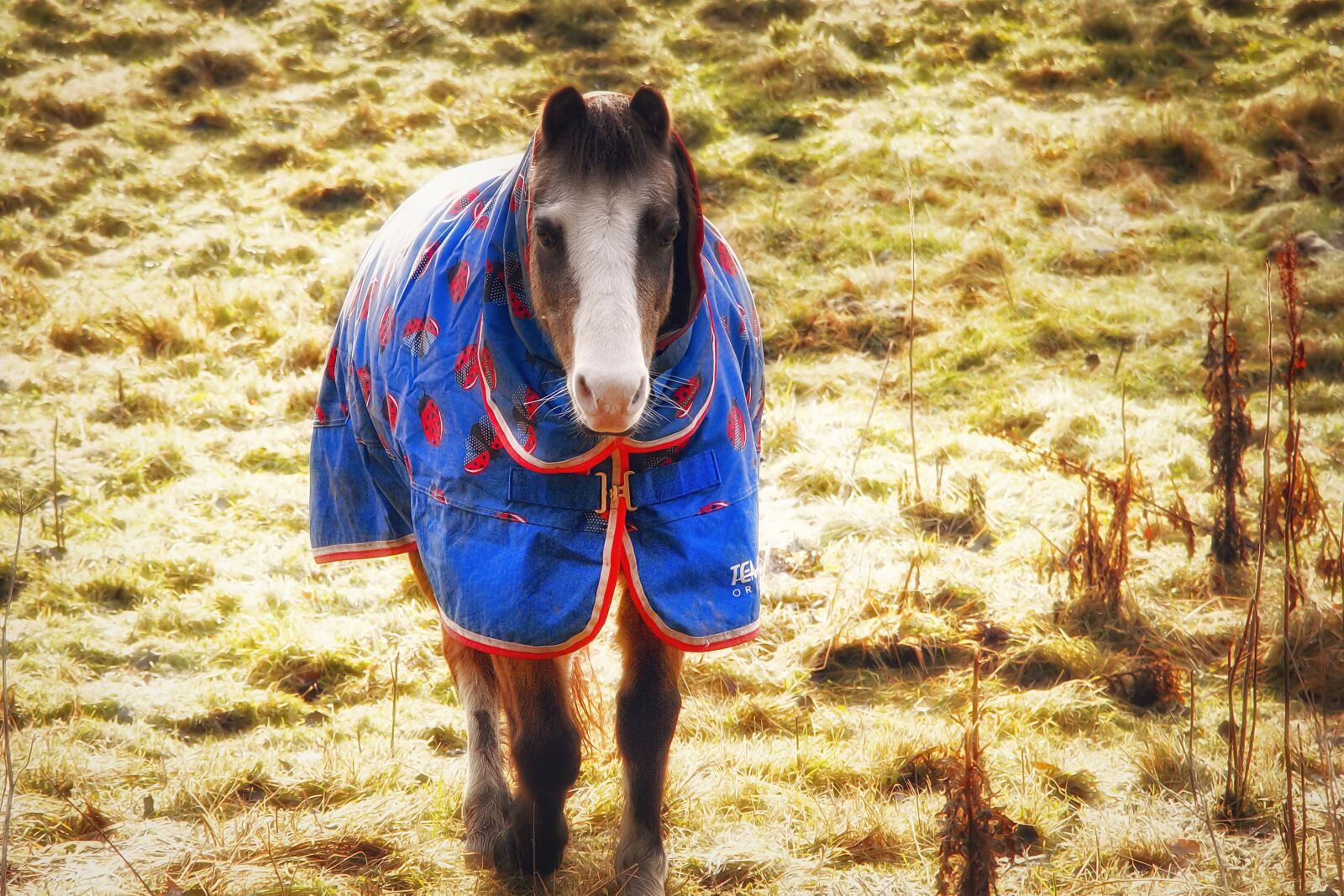 Canon EOS 70D sample photo. Horse, animal, horse riding photography