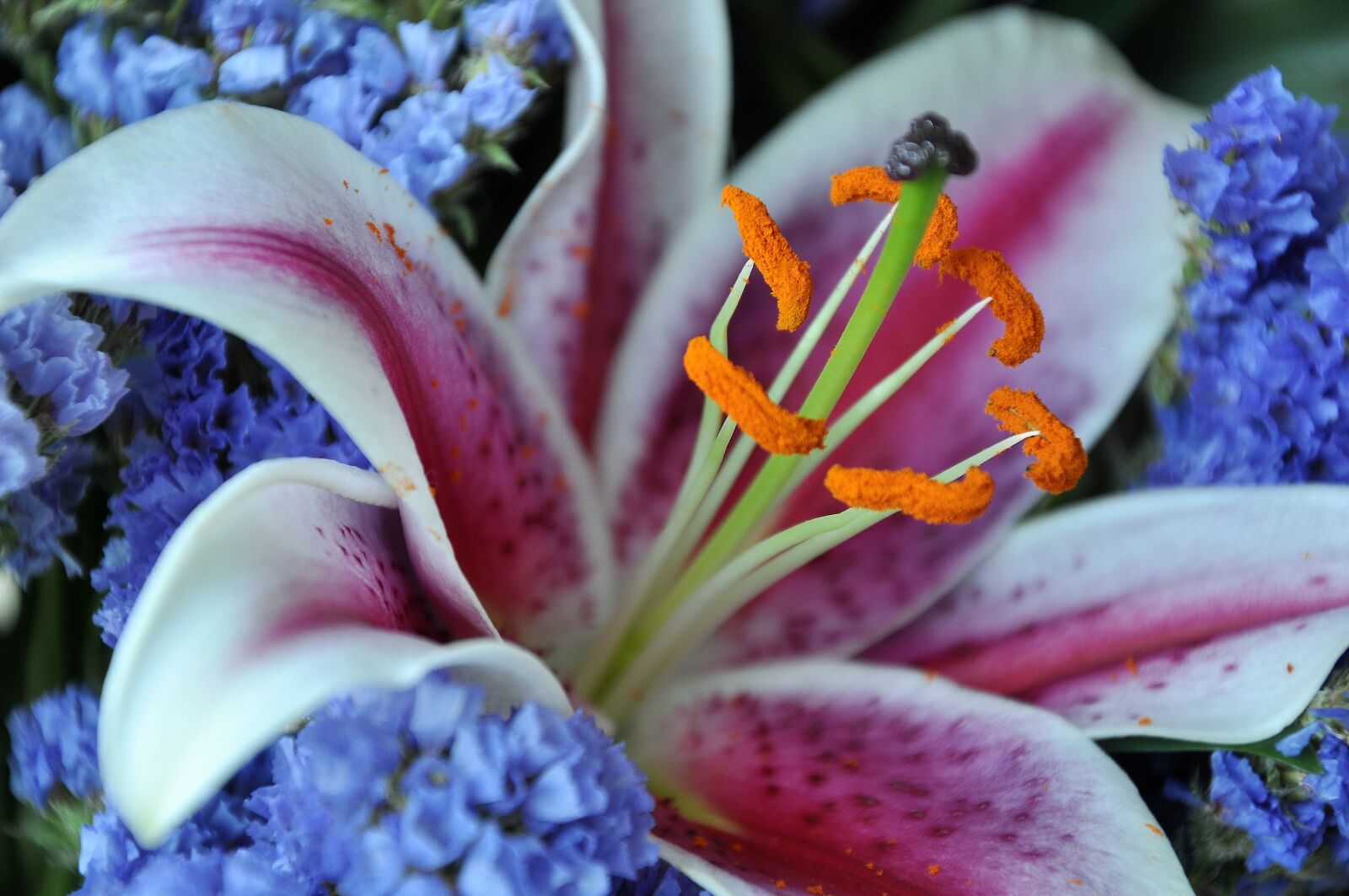 Nikon D90 sample photo. Flower, color, nature photography