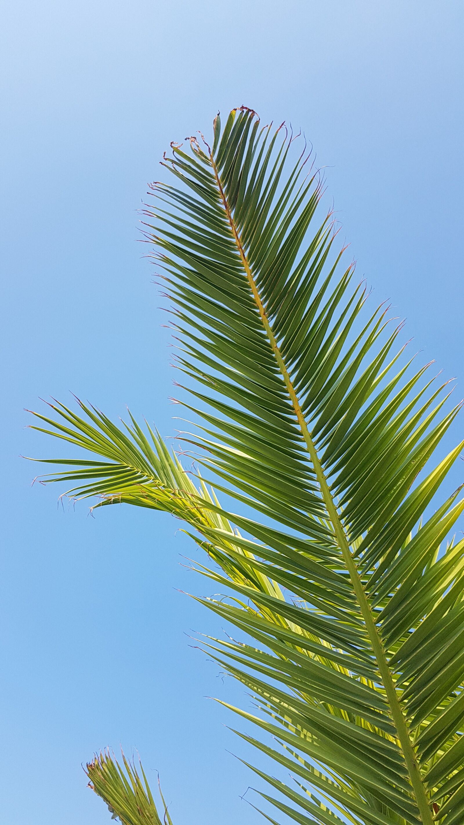 Samsung Galaxy S7 sample photo. Palm, paradise, thailand photography