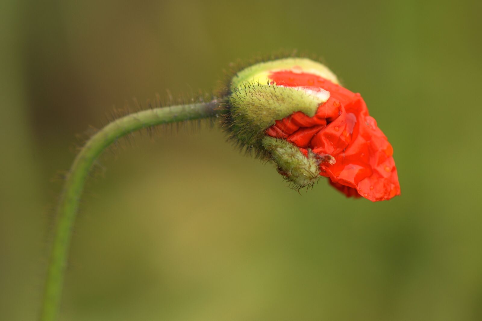 Sony Alpha DSLR-A350 sample photo. Poppy flower, blossom, folded photography