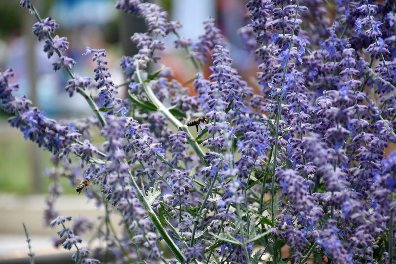 Nikon D7200 sample photo. Bee, flower, nature photography