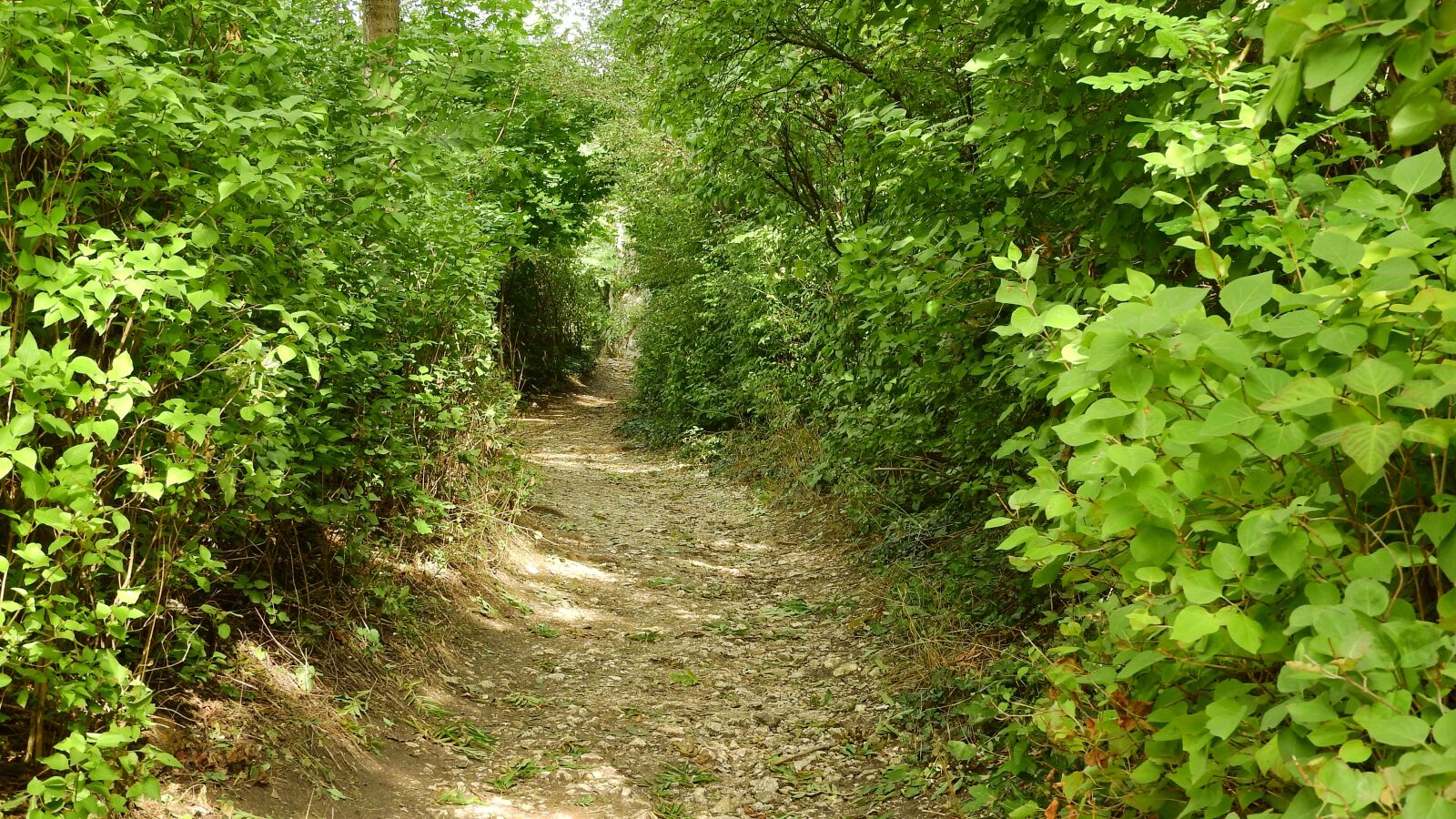 Nikon Coolpix P610 sample photo. The path through the photography
