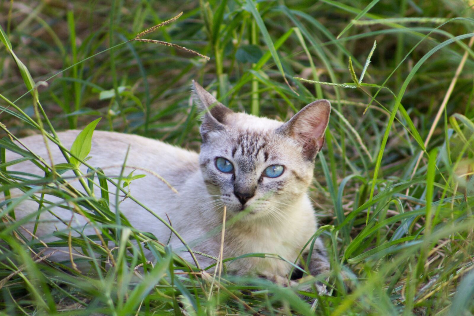 Canon EOS 60D sample photo. Cat, nature, animal photography