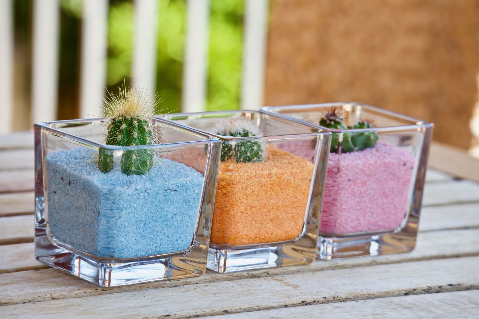 Canon EOS M sample photo. Fat plants, cactus, nature photography
