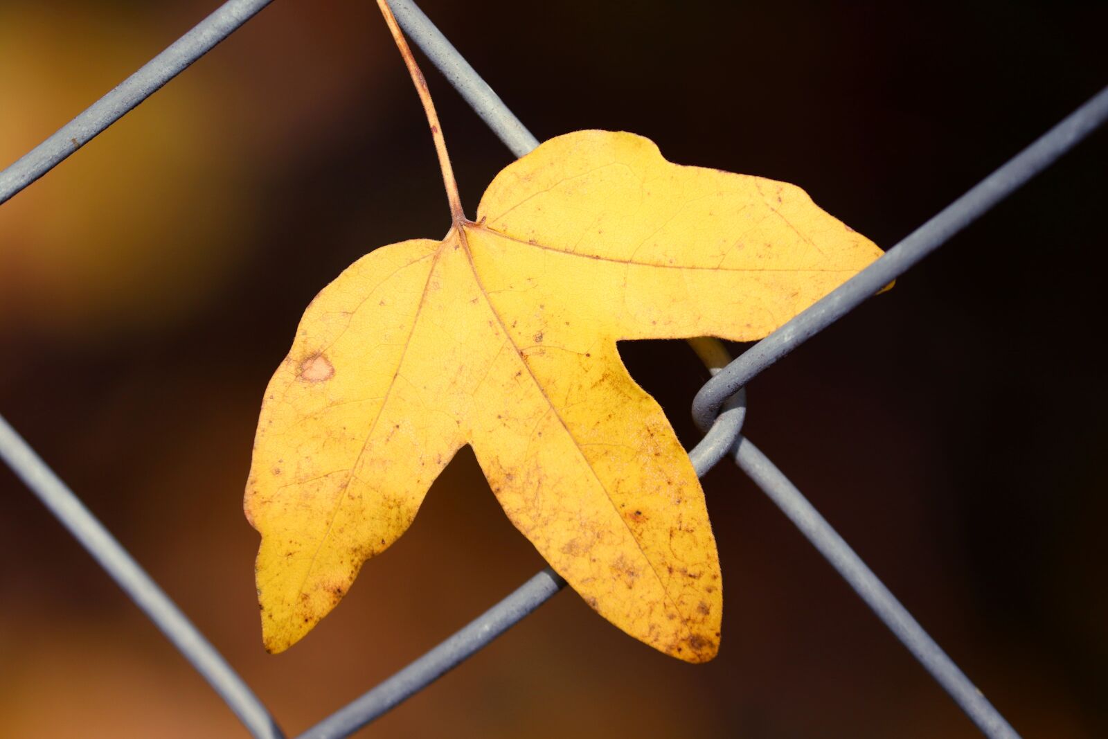 Canon EOS 200D (EOS Rebel SL2 / EOS Kiss X9) + Canon EF-S 55-250mm F4-5.6 IS II sample photo. Leaf, yellow leaf, fence photography
