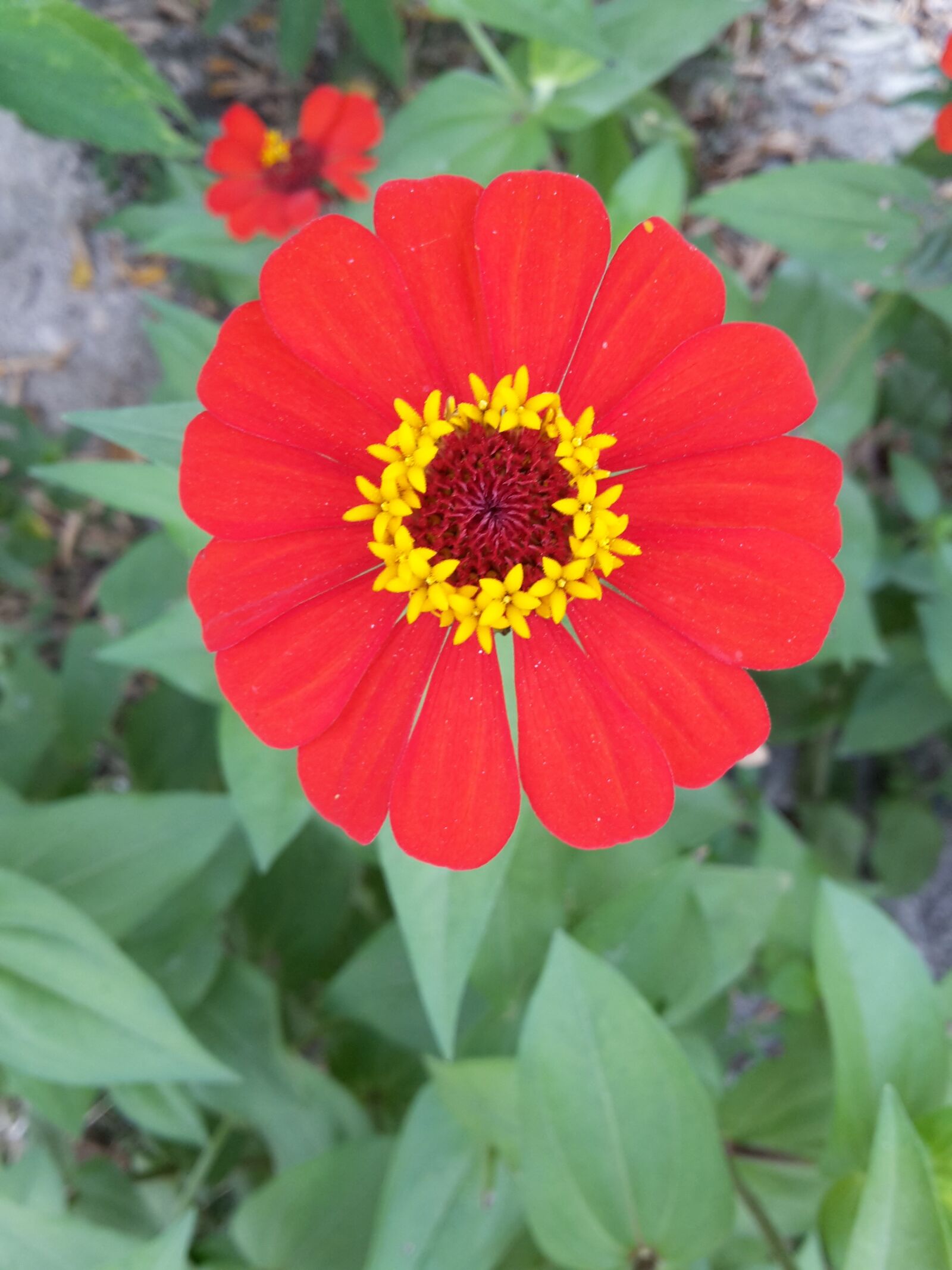Samsung Galaxy S5 Mini sample photo. Flower, red flower, wild photography