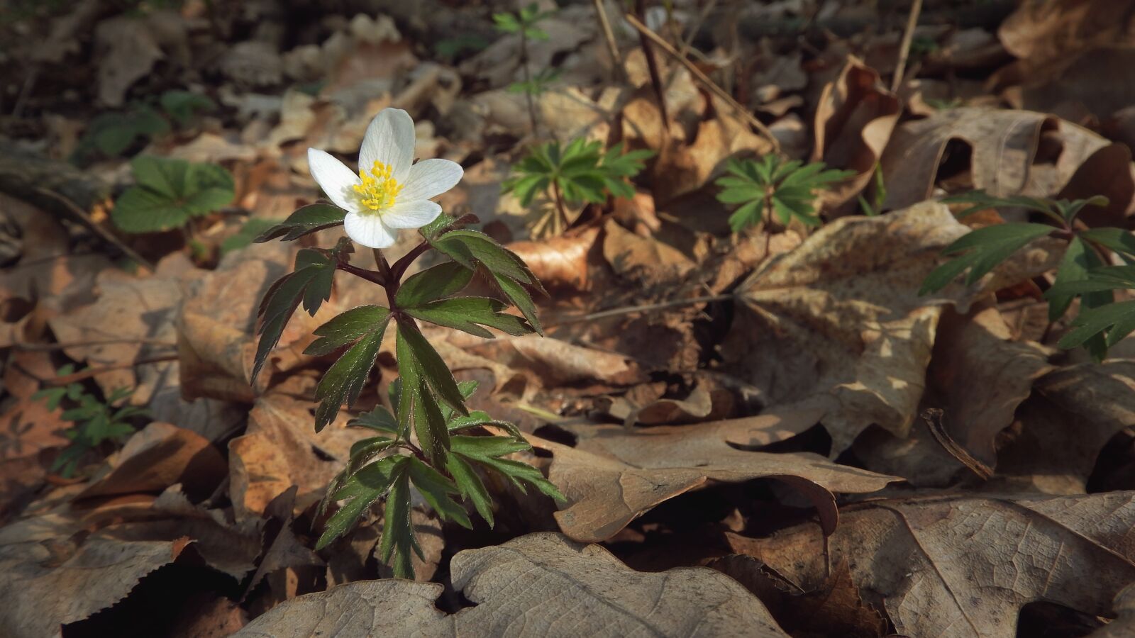 Nikon Coolpix P610 sample photo. Anemone nemorosa, anemone, flowers photography