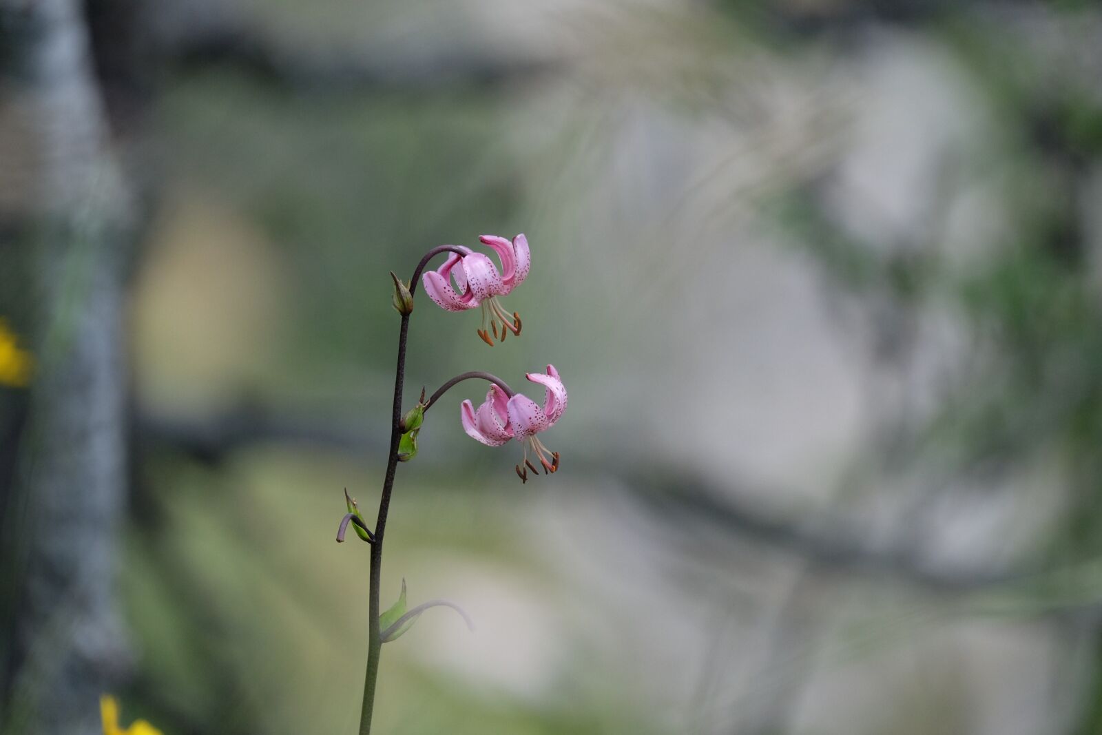 Fujifilm X-T1 + Fujifilm XF 100-400mm F4.5-5.6 R LM OIS WR sample photo. Flowers, mountain, forest photography