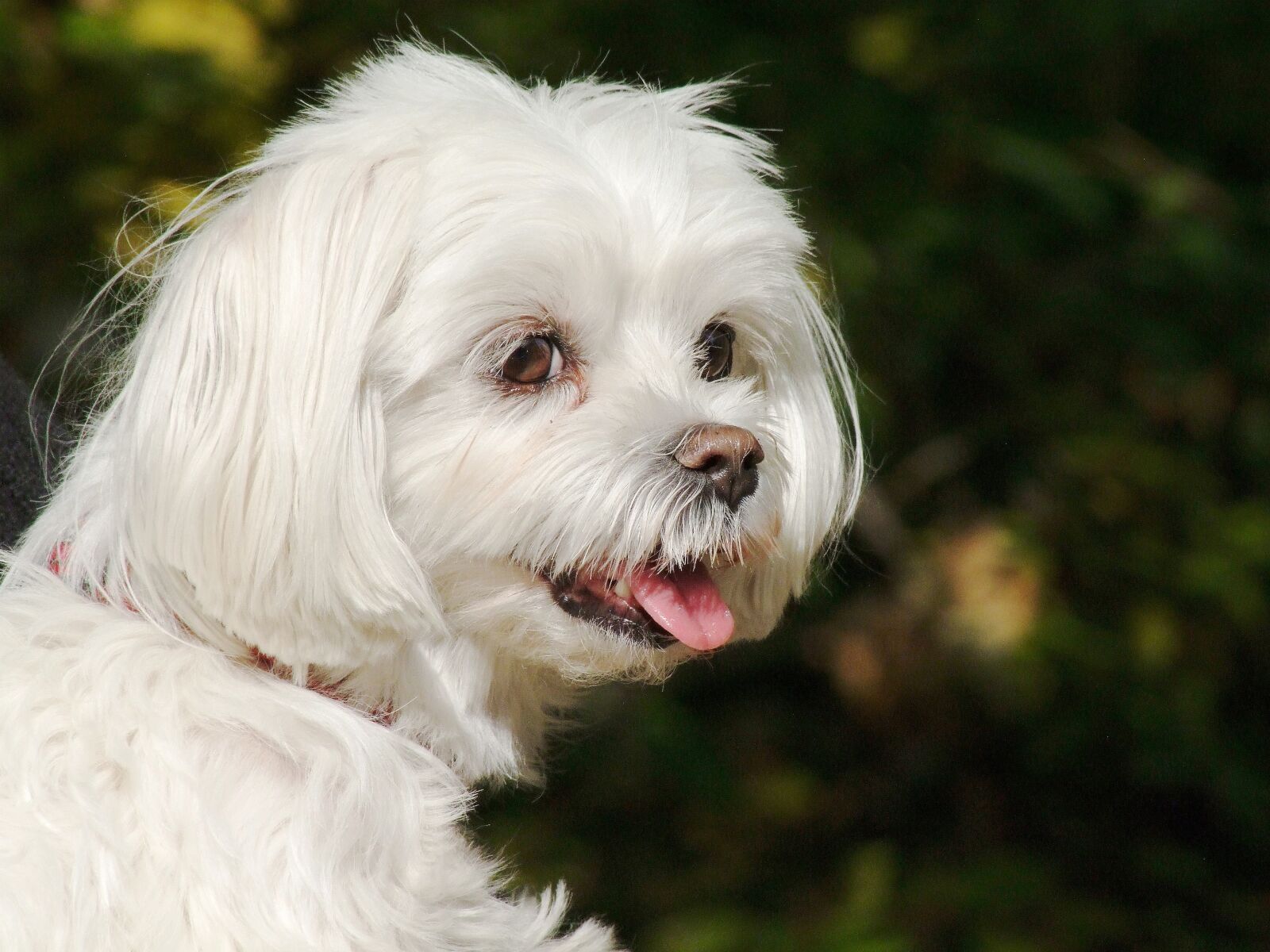 Fujifilm FinePix S100fs sample photo. Dog, animal, puppy photography