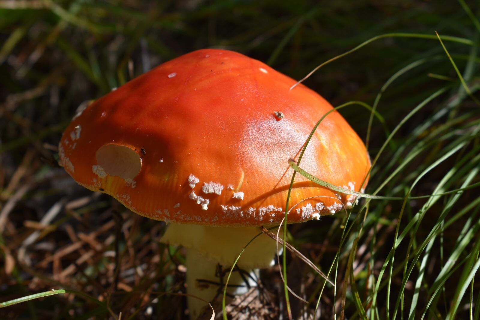 Nikon D3400 sample photo. Mushroom, fly agaric, fungus photography