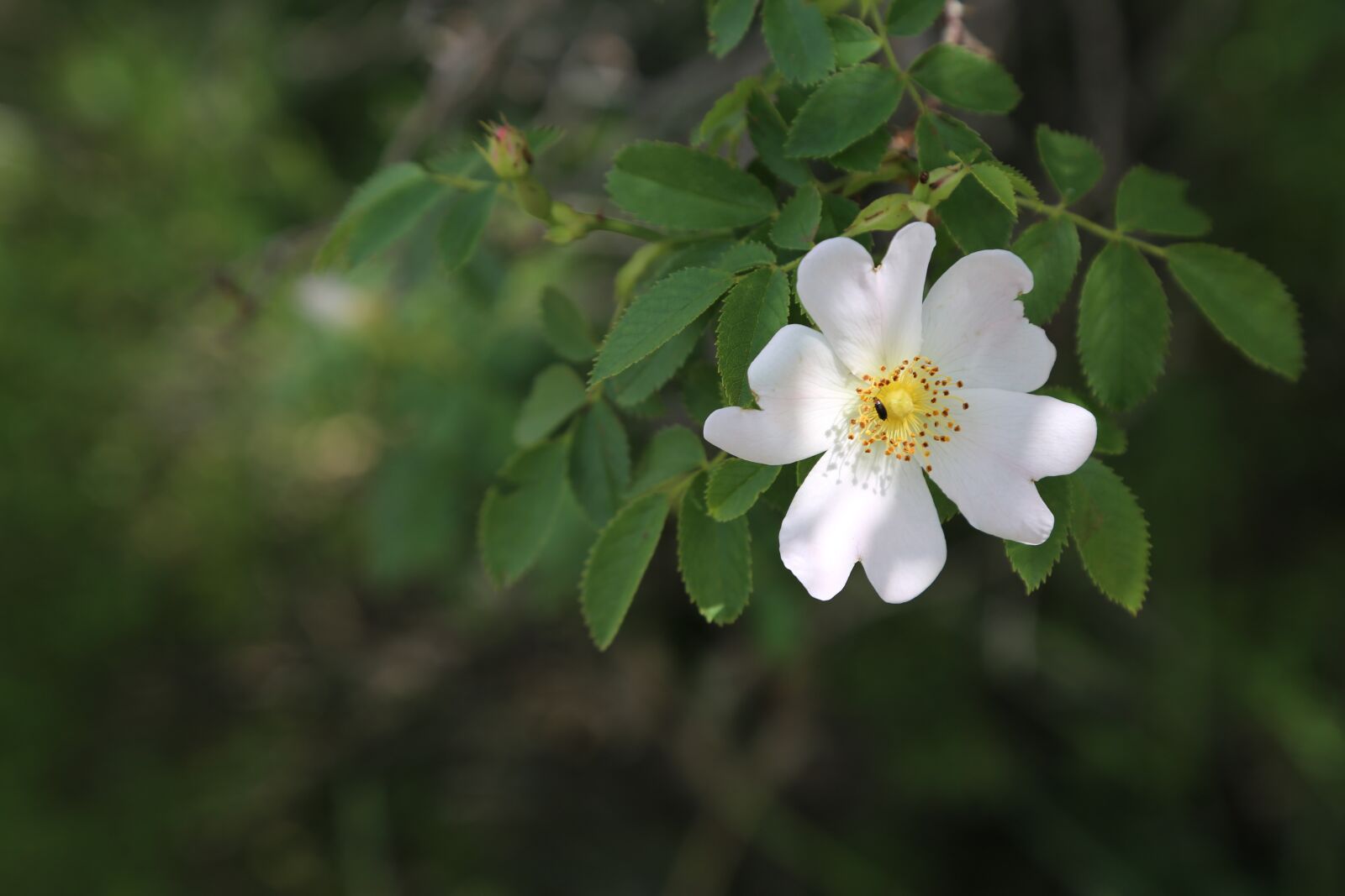 Canon EOS 5D Mark III sample photo. Rosehip, flower, nature photography