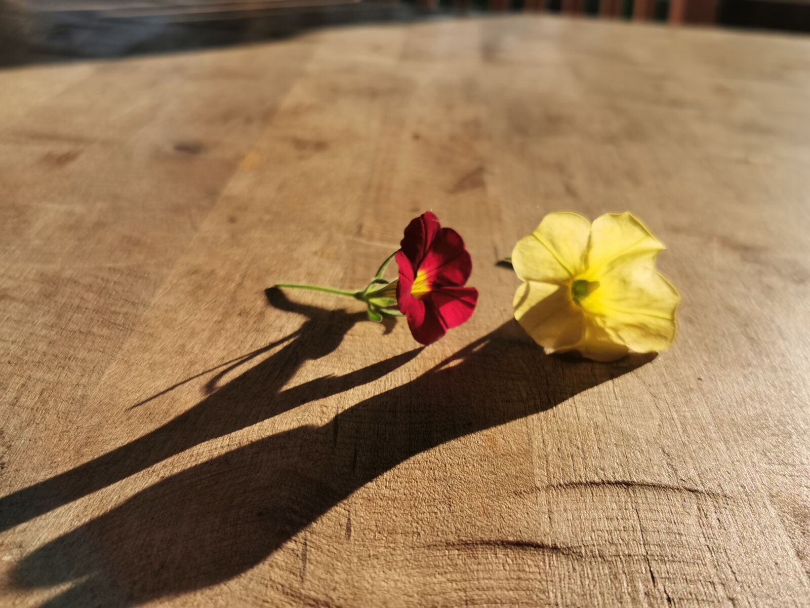 HUAWEI P30 Pro sample photo. Flowers, light photography