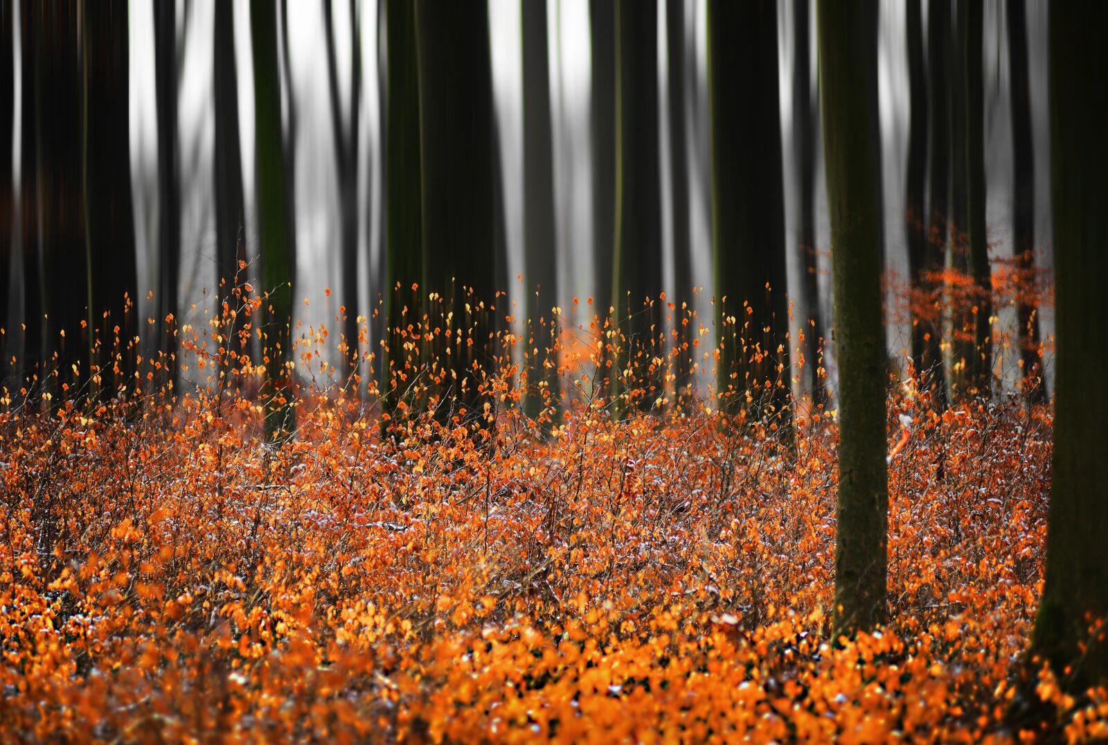 Nikon D800E sample photo. Gravity, forest, leaves photography