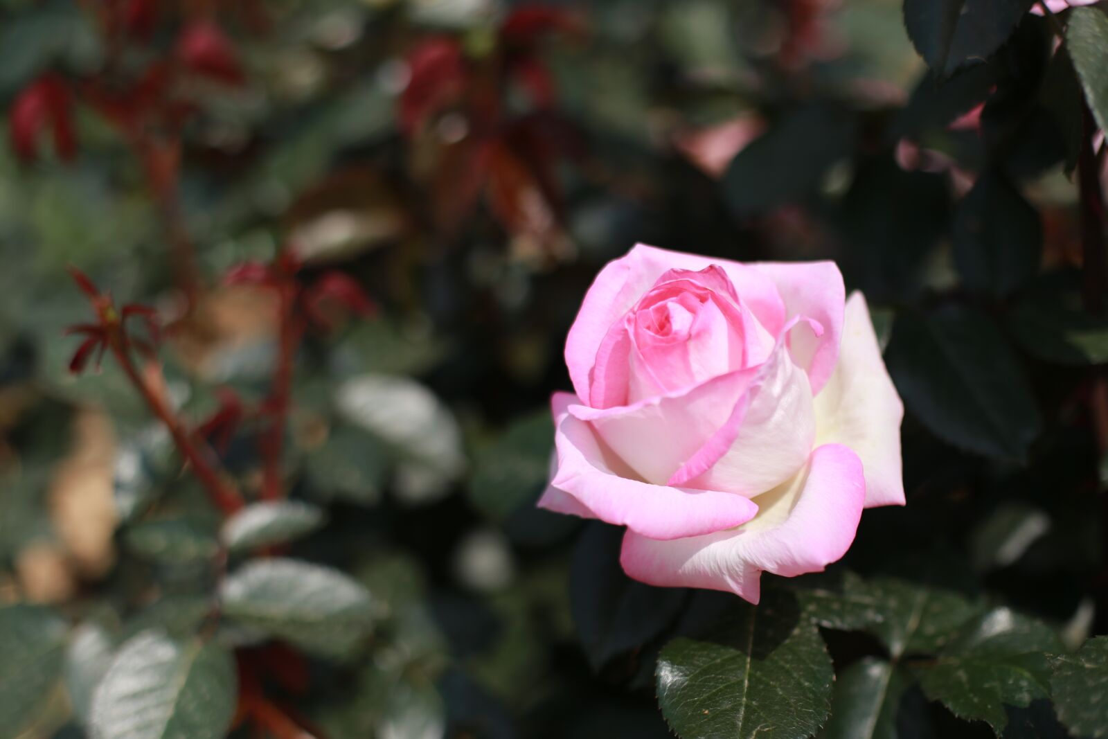 Canon EOS 6D sample photo. Rose, pink roses, flowers photography