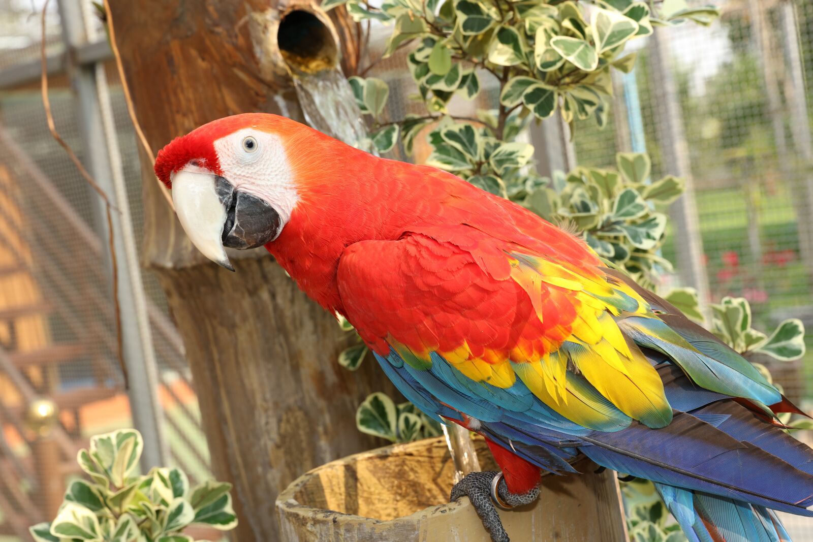 Canon EOS 5DS R sample photo. Rare macaws, parakeet cute photography