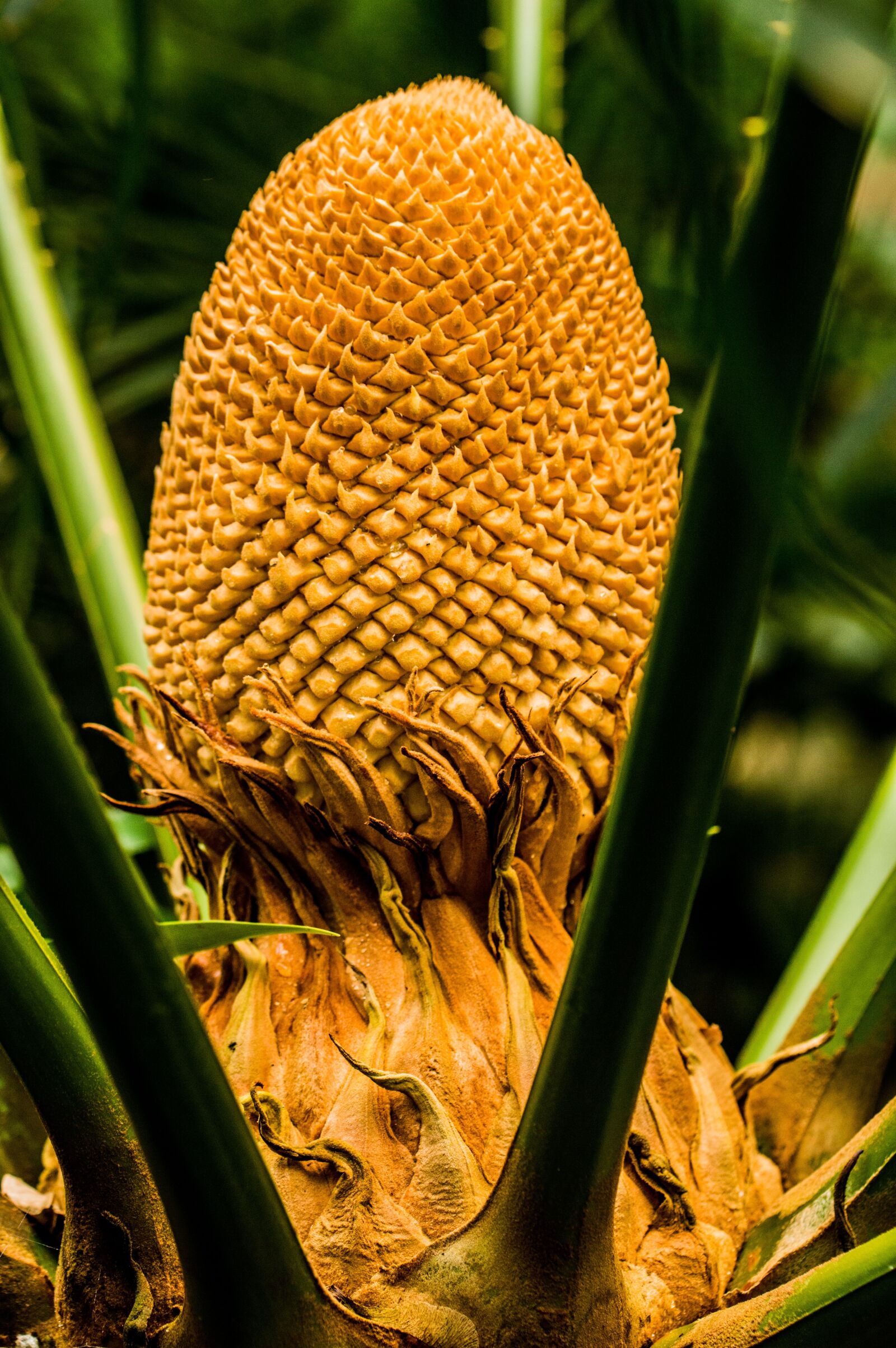 Nikon D3200 sample photo. Flowers, nature, macro photography