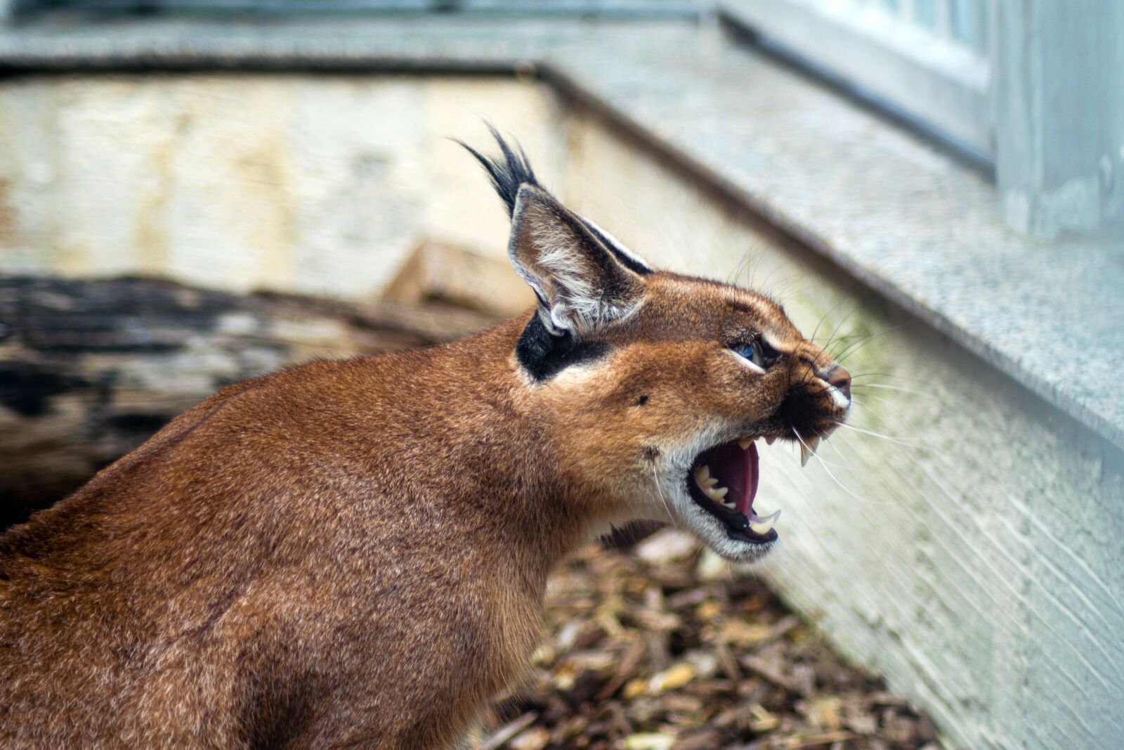 Nikon D5300 sample photo. Desert lynx, karakal, caracal photography
