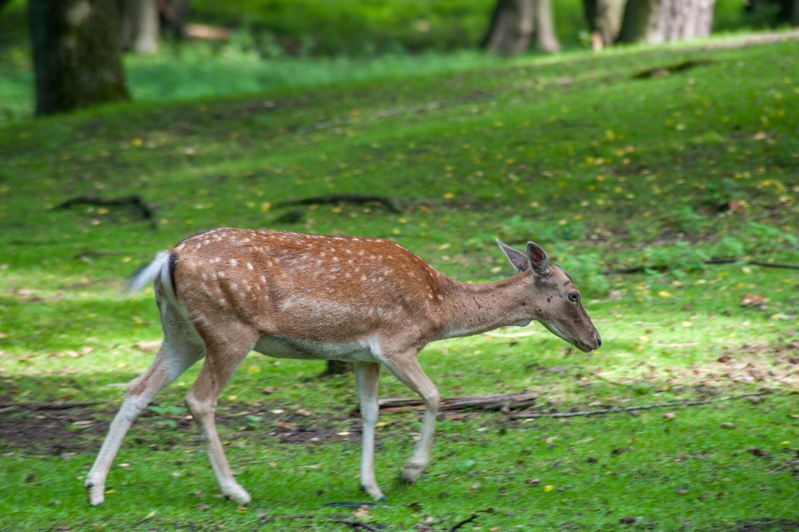 Nikon D700 sample photo. Damm wild, ears, brown photography