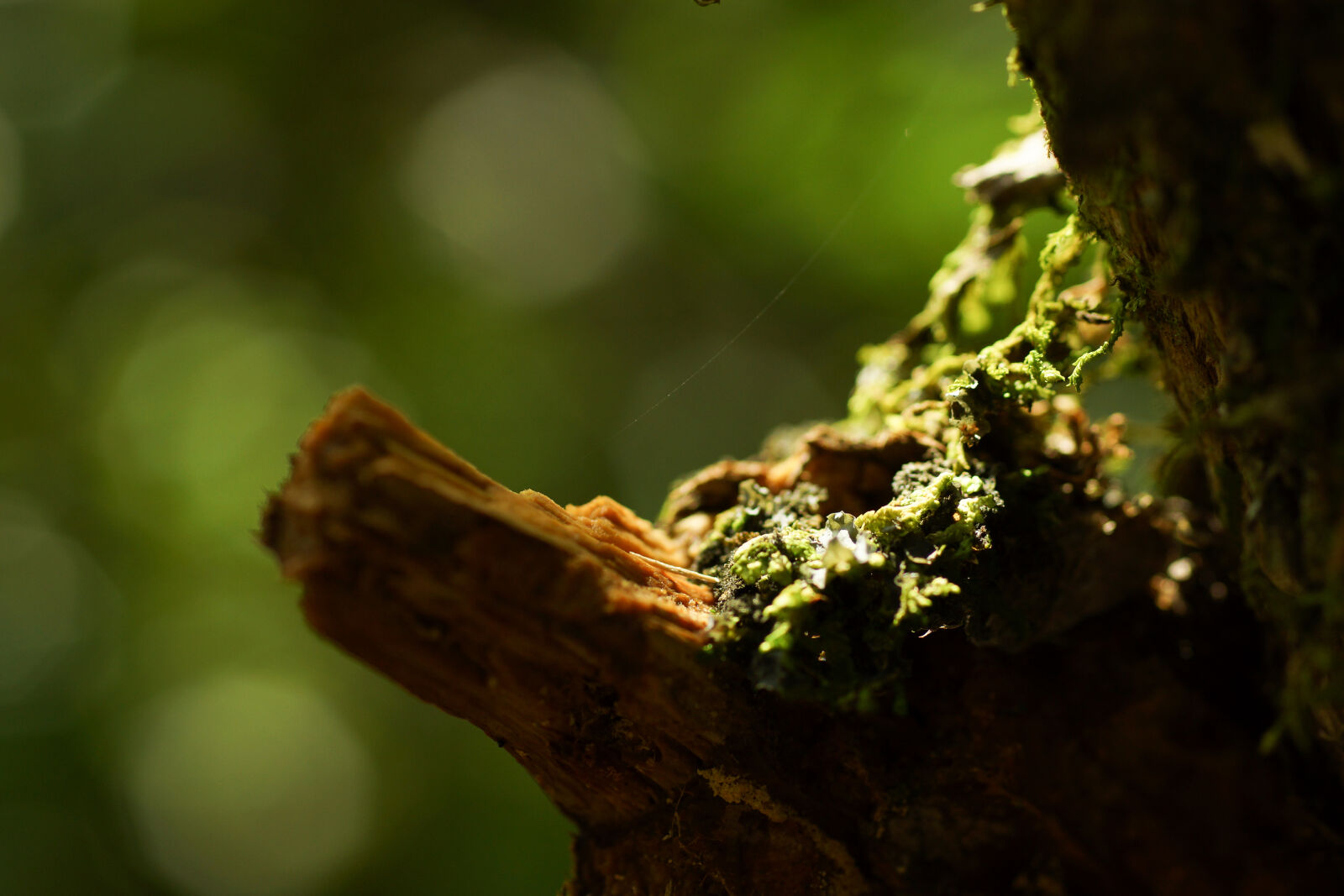 Sony SLT-A77 sample photo. Bokeh, green, macro, moss photography
