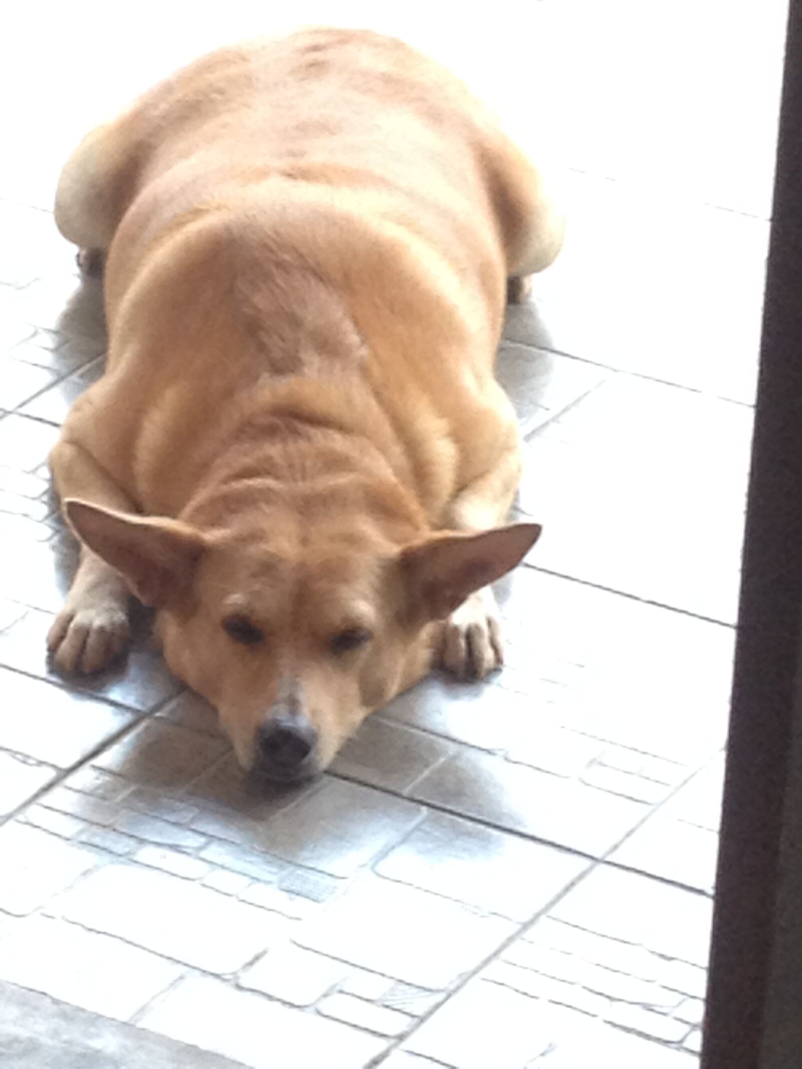 iPhone 4S back camera 4.28mm f/2.4 sample photo. Dog, housedog, sweet photography