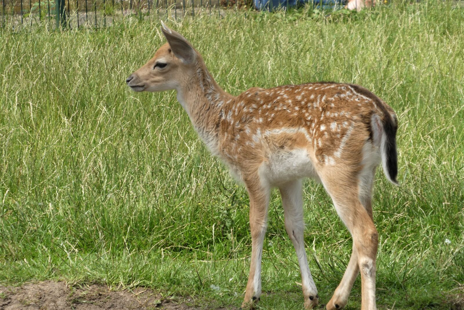 Panasonic Lumix DC-ZS70 (Lumix DC-TZ90) sample photo. Fallow deer, deer, animal photography