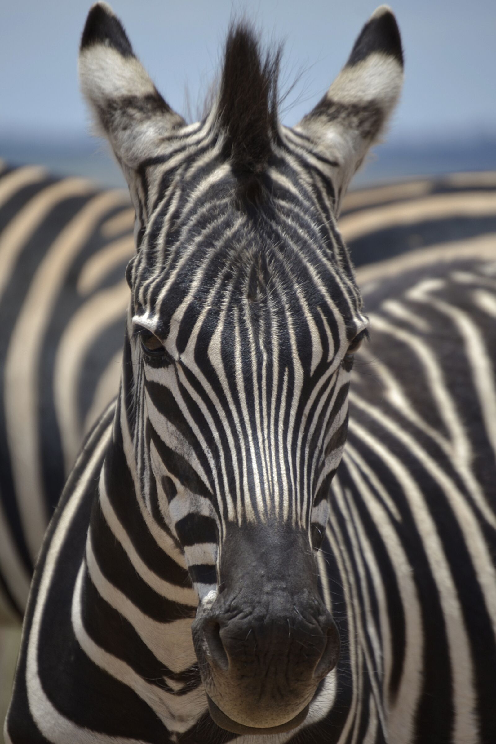 Nikon D3100 sample photo. Zebra, mammal, horse photography