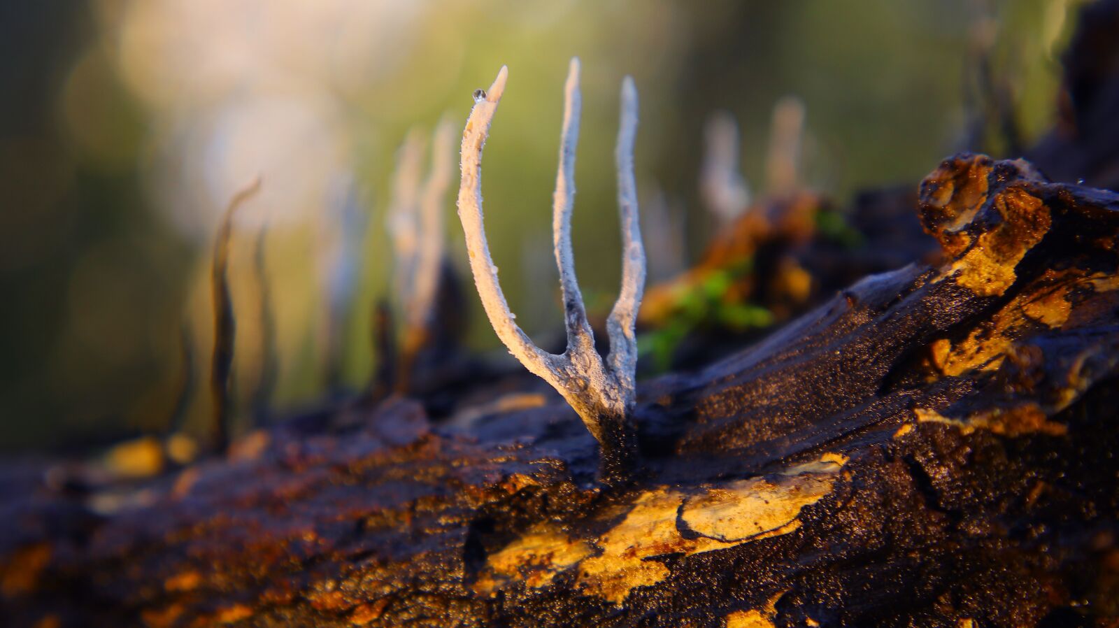 Canon EF-M 15-45mm F3.5-6.3 IS STM sample photo. Coral fungus, close up photography