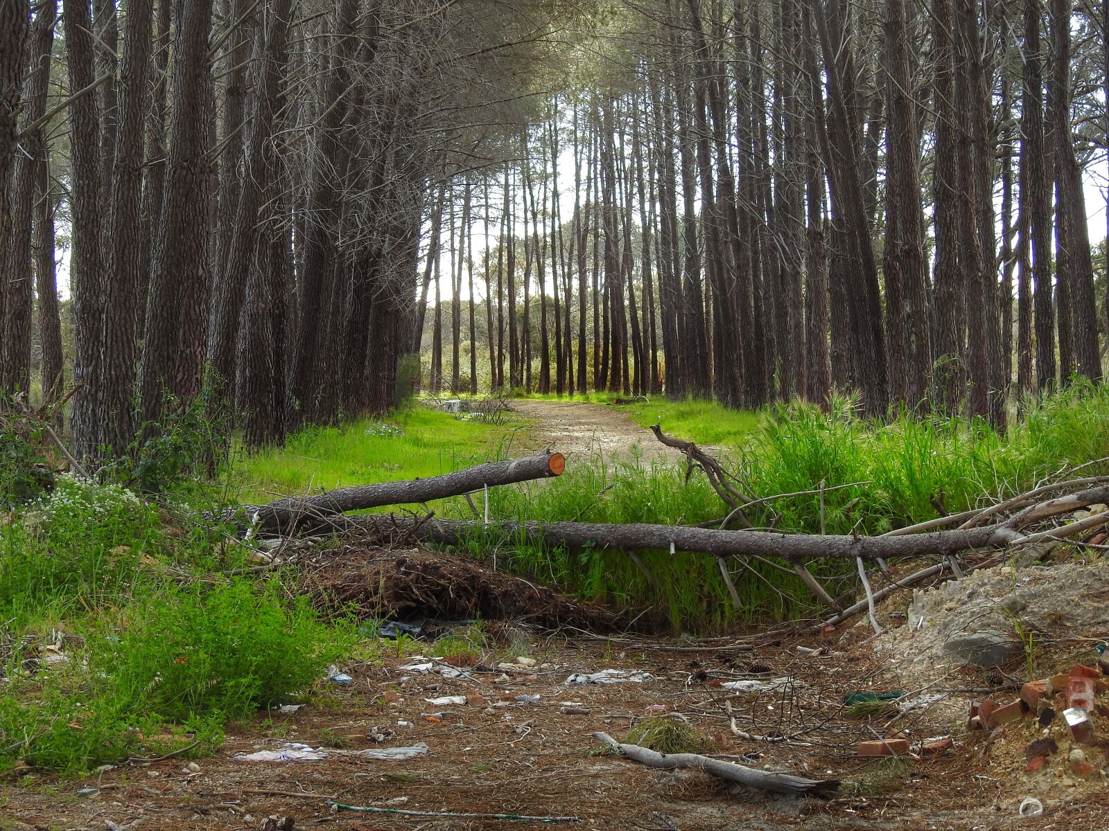 Nikon Coolpix P900 sample photo. Trees, logs, grass photography
