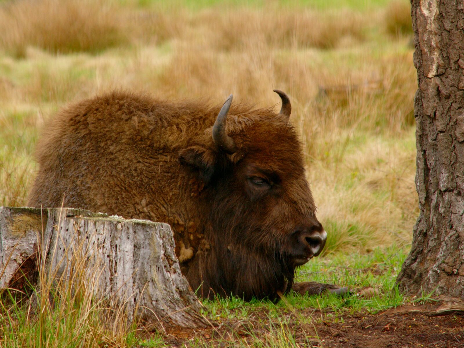 Nikon D3100 sample photo. Bison, vacation, dream photography