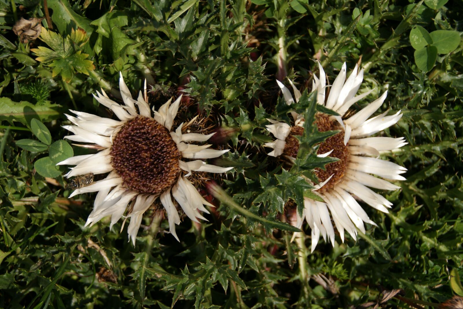 Sony Alpha DSLR-A350 sample photo. Silver thistle, autumn, black photography