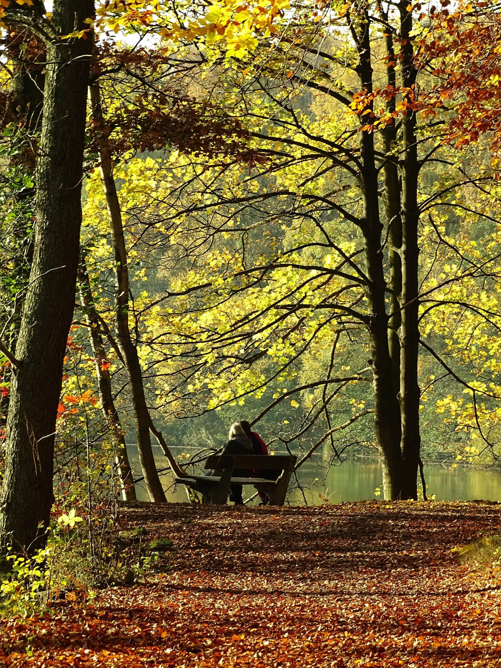 Sony Cyber-shot DSC-HX400V sample photo. Autumn, leaves, forest photography