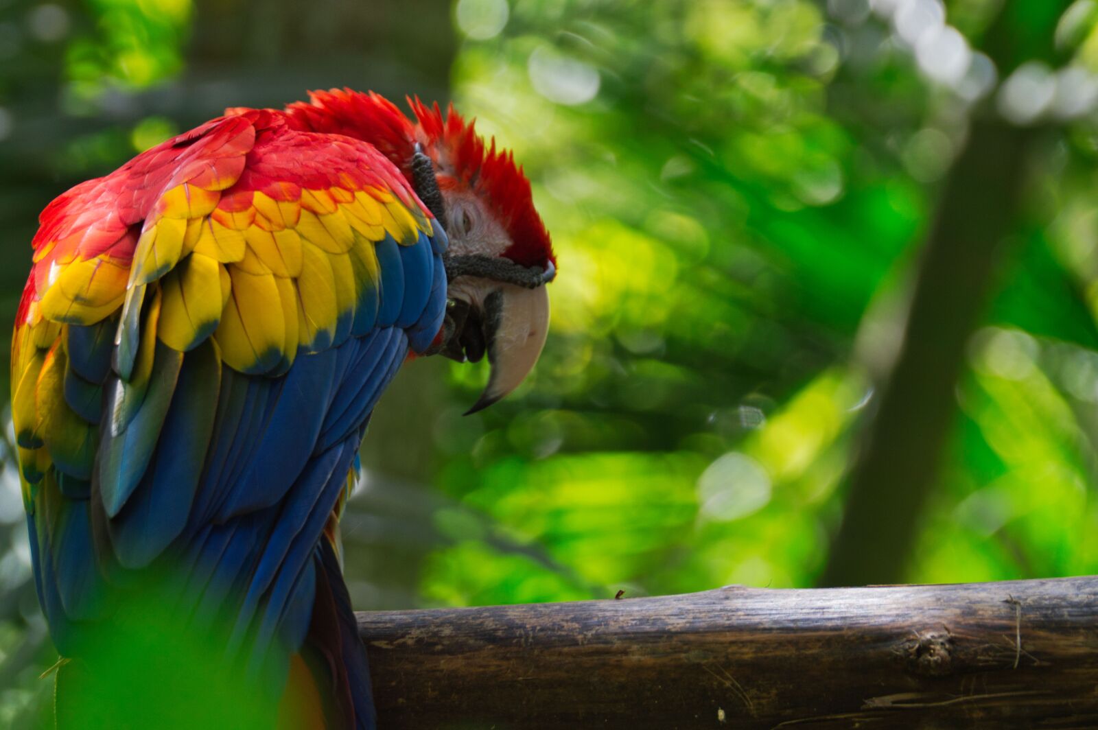 Nikon D3200 sample photo. Parrot, bird, costa rica photography