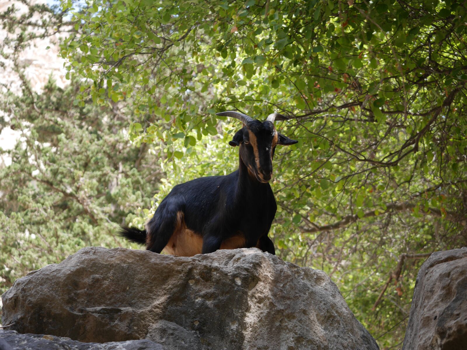 Panasonic Lumix DMC-GX7 sample photo. Goat, cyprus, wilderness photography