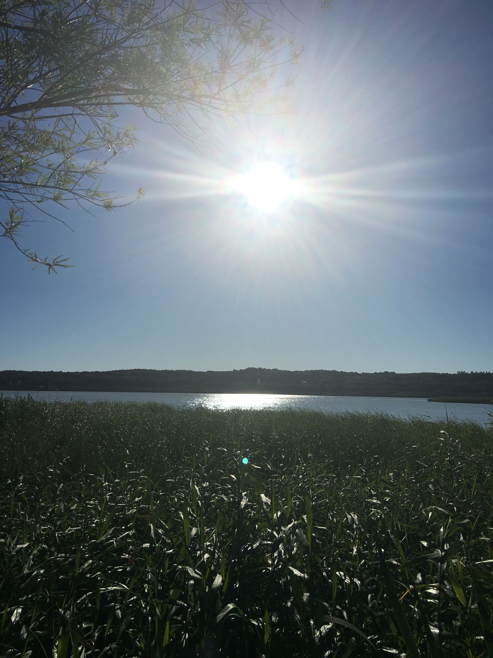 iPhone 6s Plus back camera 4.15mm f/2.2 sample photo. Rügen, lake, schmachtersee photography
