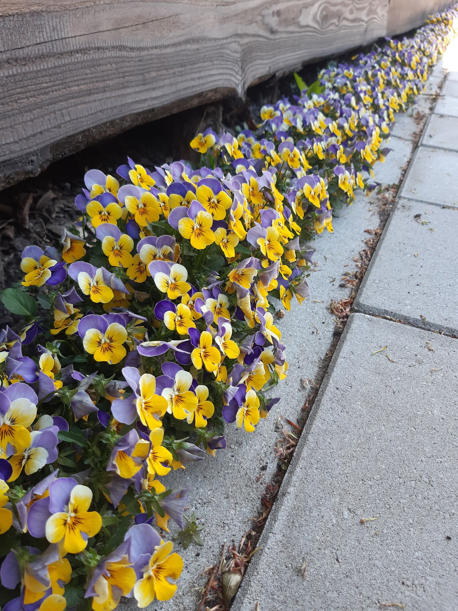 Samsung Galaxy A30 sample photo. Violets, flowers photography