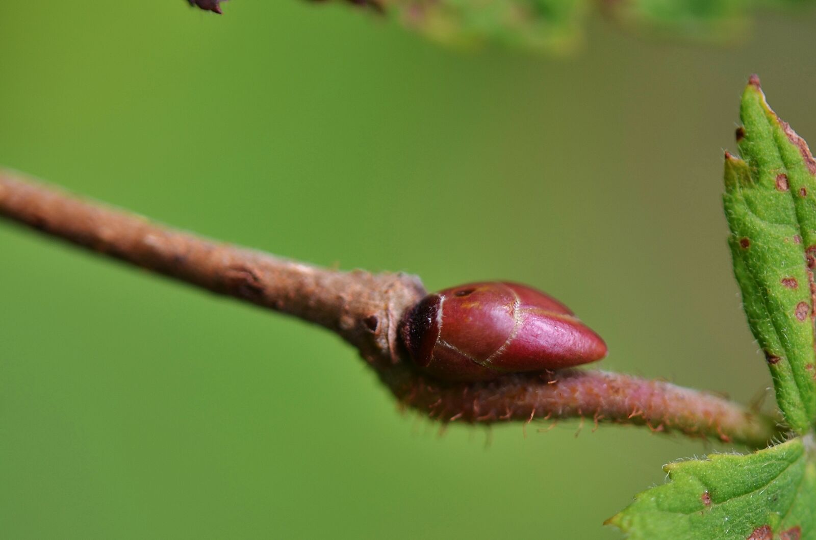 Nikon D7000 sample photo. Natur, leaf, natural photography