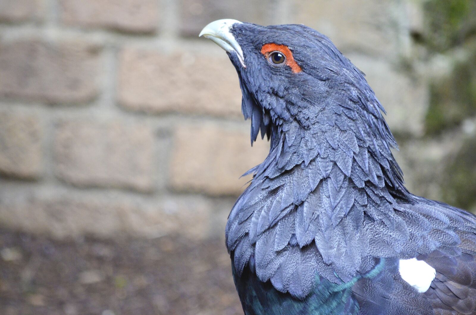 Nikon D5100 sample photo. Auerhahn, species, scheu photography