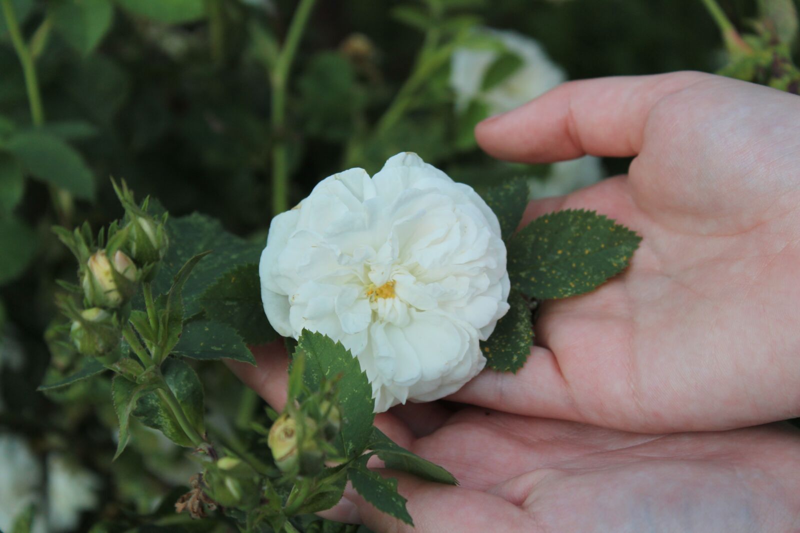 Canon EOS 1300D (EOS Rebel T6 / EOS Kiss X80) sample photo. Flower, rose, white rose photography