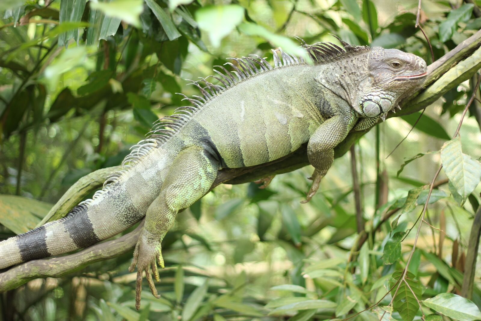 Canon EOS 550D (EOS Rebel T2i / EOS Kiss X4) sample photo. Iguana, reptile, lizard photography